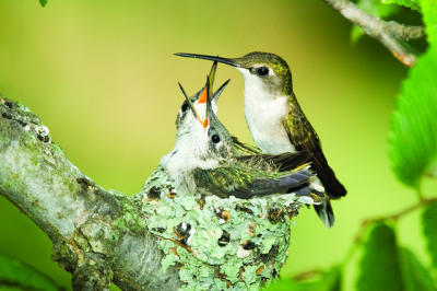 Hummer Nest