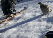 Spruce Grouse