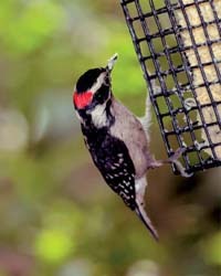 Downy Woodpecker on Suet Cage Downy Woodpecker on Suet Cage