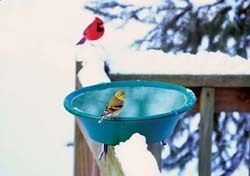 Goldfinch on Birdbath Goldfinch on Birdbath