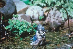 Blue Jay Bathing Blue Jay Bathing