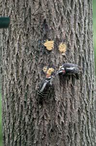 Downy Woodpeckers Eating Bark Butter Downy Woodpeckers Eating Bark Butter