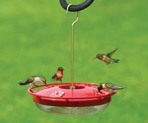 Ruby-throated Hummingbirds on High Perch Hummingbird Feeder Ruby-throated Hummingbirds on High Perch Hummingbird Feeder