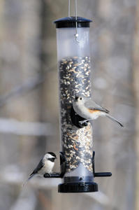 EcoClean Seed Tube with Chickadee and Titmouse EcoClean Seed Tube with Chickadee and Titmouse